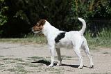 PARSON RUSSEL TERRIER 098